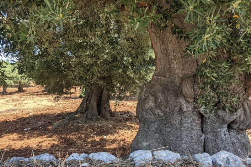 Puglia in Autumn: The South at Its Golden Best