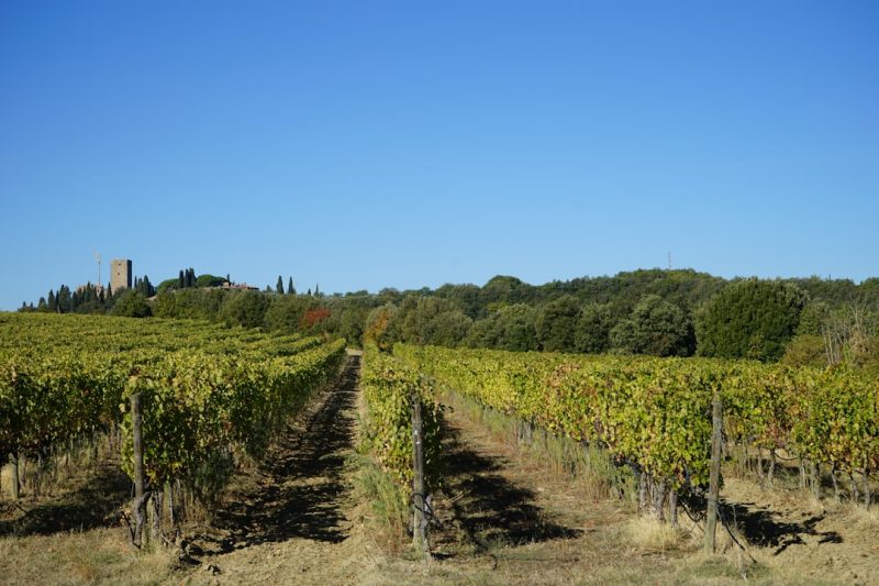 Brunello di Montalcino: Sangiovese at Its Most Ambitious