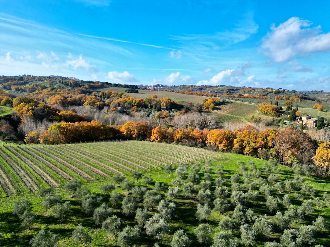 a green field with lots of trees in it