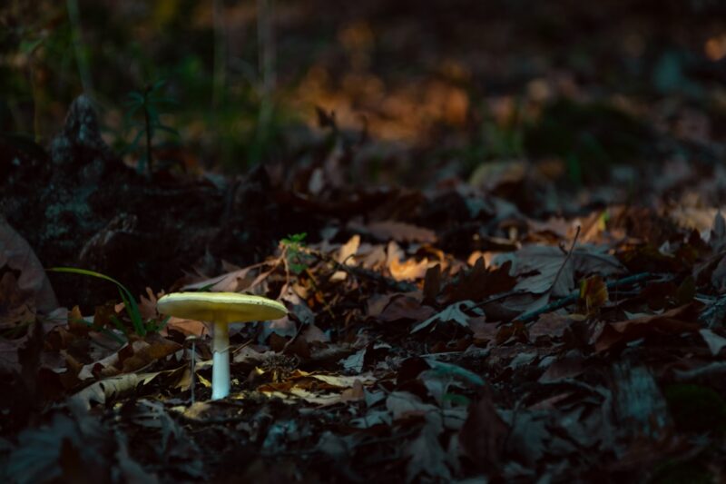 Truffle Hunting in Umbria: A Morning in the Oak Forest