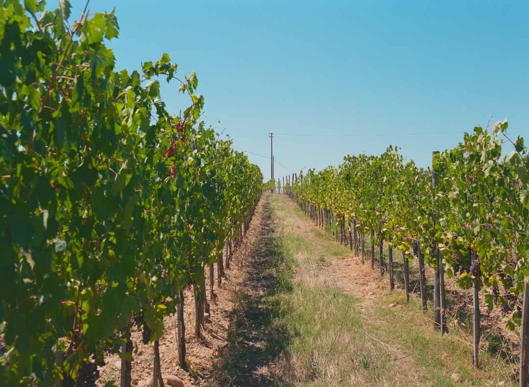 Rows of organic grapevines on a hillside in the Umbrian interior, central Italy