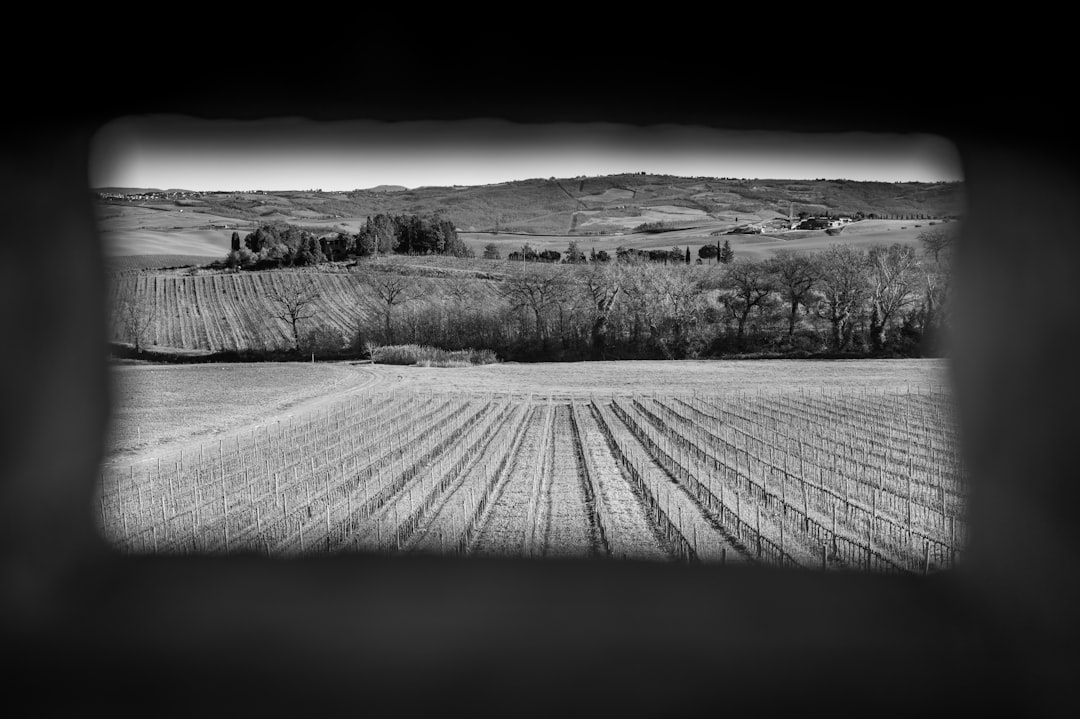Organic crop rows on a Umbrian hillside with truffle-bearing oak woodland in the background