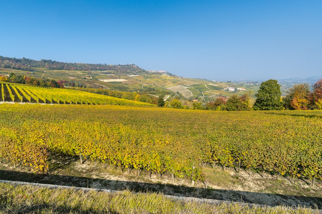 Rolling Langhe hillside with autumn vine rows and Barolo village in the distance, Piedmont