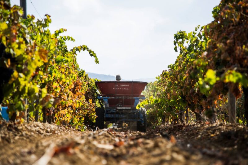 Where the Mediterranean Meets the Hillside: Quignones and the Wines of Licata
