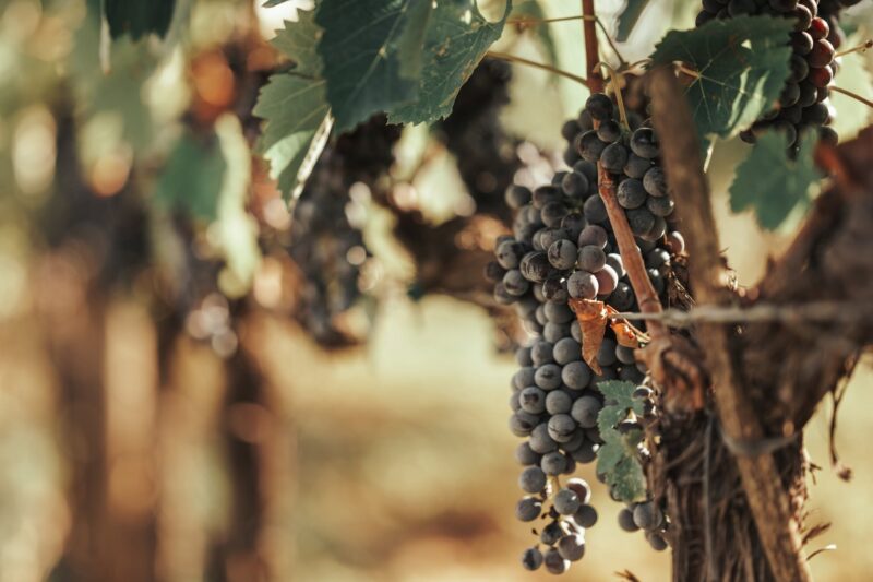 Where the Wind Shapes the Wine: Inside Corte dei Venti’s Montalcino Estate